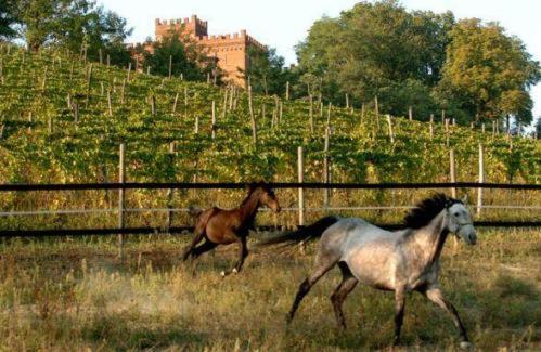 La Cascina Del Castello Vila Asti Exterior foto